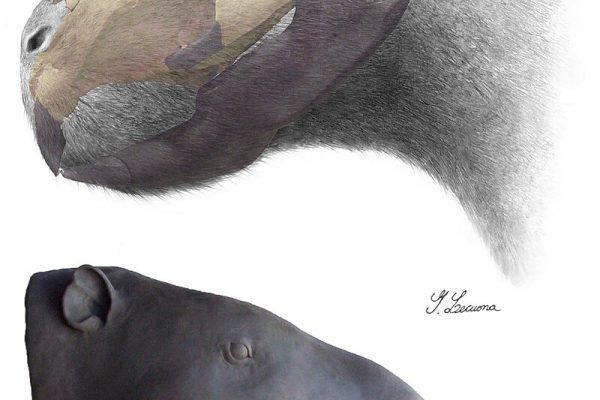 Kiyú: Lugar de fósiles Fósiles de roedor gigante en Kiyú